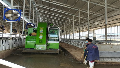 寧夏靈武 黃金奶源帶的鋼結構制造，鑄就國產好奶源新篇章